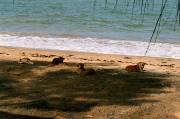 25  dogs at the beach.JPG